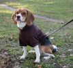 Fashion Plush Cotton Pet Hoodie Hooded Sweater - Medium